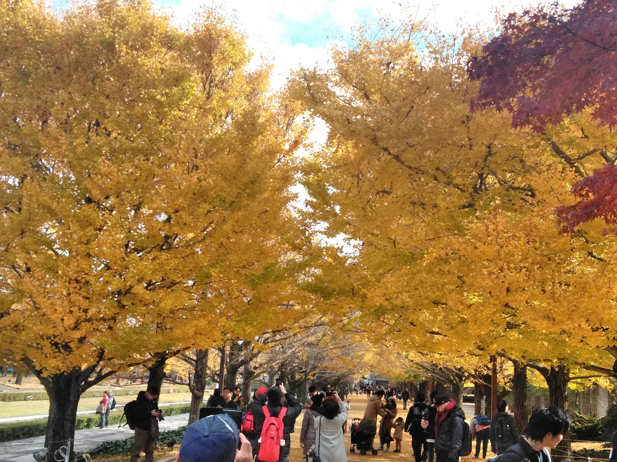 2000-昭和公園　紅葉